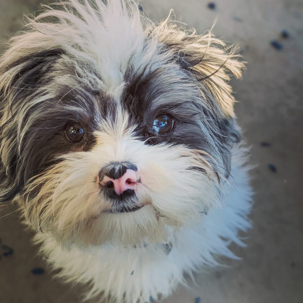 ServicesRates Rockin' Paws, LLC Dog Boarding