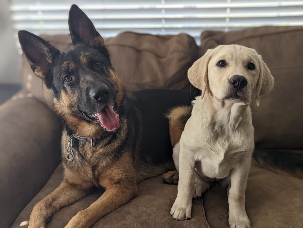 ServicesRates Rockin' Paws, LLC Dog Boarding